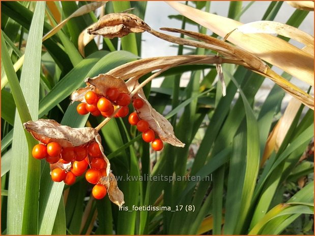 Iris foetidissima | Stinkende lis, Iris, Lis | Übelriechende Schwertlilie