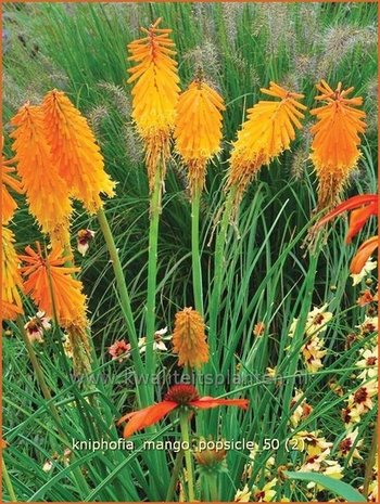 Kniphofia 'Mango Popsicle' | Vuurpijl, Fakkellelie | Fackellilie