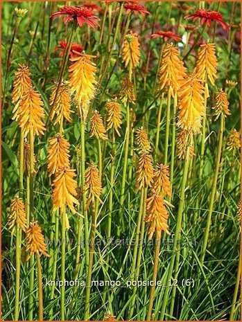 Kniphofia 'Mango Popsicle' | Vuurpijl, Fakkellelie | Fackellilie