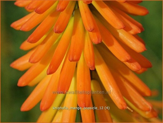 Kniphofia 'Mango Popsicle' | Vuurpijl, Fakkellelie | Fackellilie