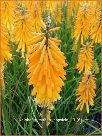 Kniphofia 'Mango Popsicle' | Vuurpijl, Fakkellelie | Fackellilie