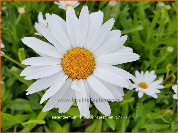 Leucanthemum 'Silberprinzesschen' | Margriet | Grossblumige Margerite