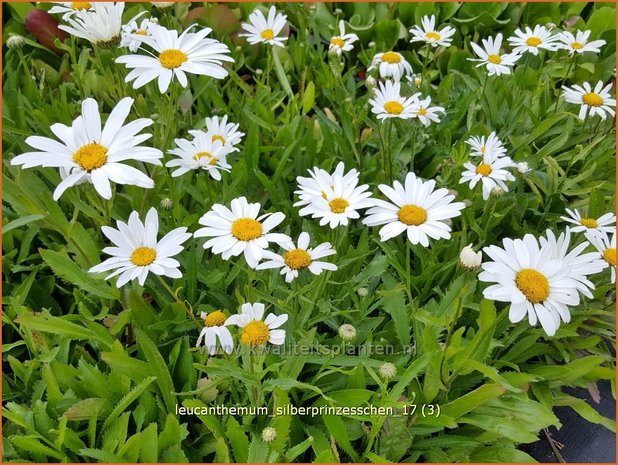 Leucanthemum 'Silberprinzesschen' | Margriet | Grossblumige Margerite