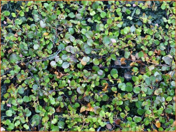 Muehlenbeckia axillaris | Teppich-Drahtstrauch