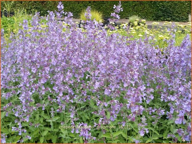 Nepeta faassenii 'Dropmore' | Kattenkruid | Blaue Katzenminze