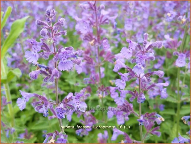 Nepeta faassenii 'Dropmore' | Kattenkruid | Blaue Katzenminze