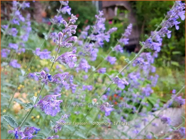 Nepeta faassenii 'Dropmore' | Kattenkruid | Blaue Katzenminze