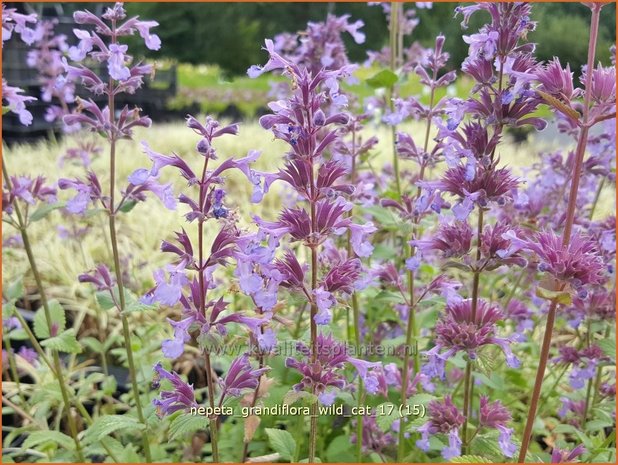 Nepeta grandiflora 'Wild Cat' | Kattenkruid | Großblütige Katzenminze