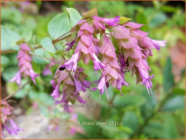 Origanum 'Bristol Cross' | Hopmarjolein, Majoraan, Marjolein | Rundblättriger Dost