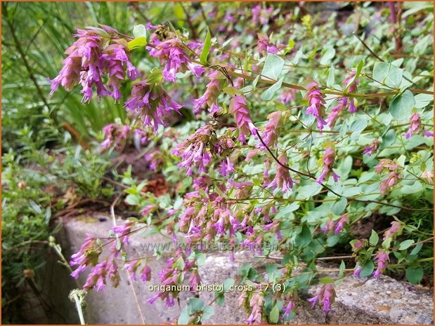 Origanum 'Bristol Cross' | Hopmarjolein, Majoraan, Marjolein | Rundblättriger Dost