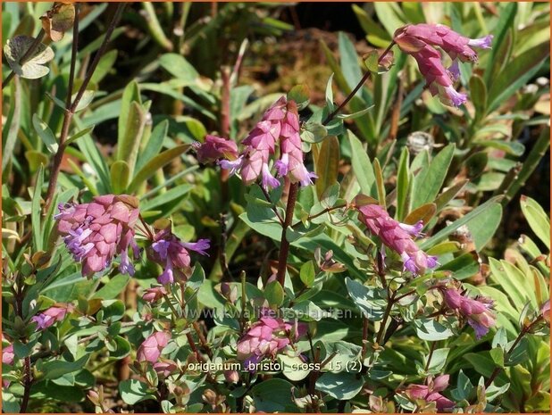 Origanum 'Bristol Cross' | Hopmarjolein, Majoraan, Marjolein | Rundblättriger Dost