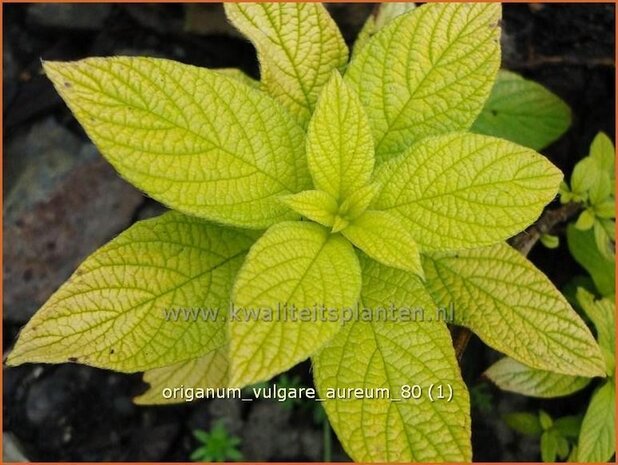 Origanum vulgare 'Aureum' | Oregano, Marjolein, Majoraan | Gewöhnlicher Dost