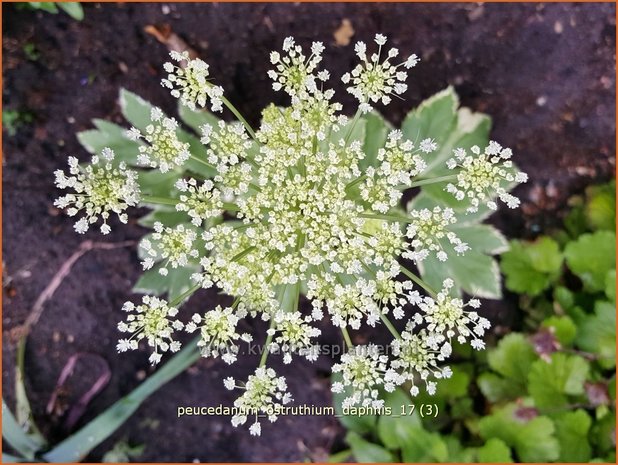 Peucedanum ostruthium 'Daphnis' | Meesterwortel, Varkenskervel | Haarstrang