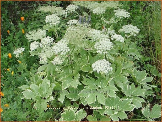 Peucedanum ostruthium 'Daphnis' | Meesterwortel, Varkenskervel | Haarstrang