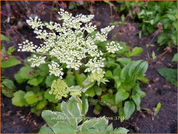 Peucedanum ostruthium 'Daphnis' | Meesterwortel, Varkenskervel | Haarstrang