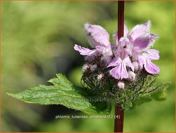 "Phlomis tuberosa 'Amazone' | Brandkruid | Knollen-Brandkraut "