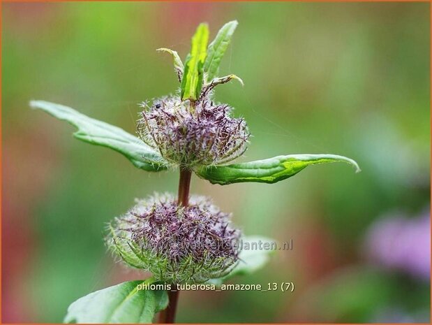 "Phlomis tuberosa 'Amazone' | Brandkruid | Knollen-Brandkraut "