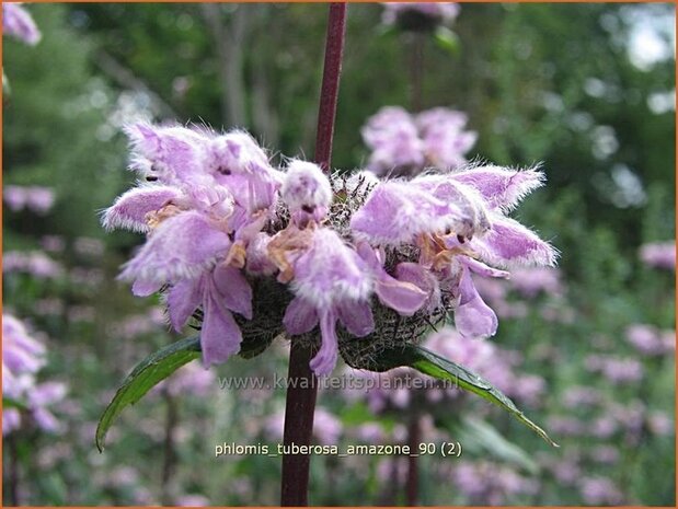 "Phlomis tuberosa 'Amazone' | Brandkruid | Knollen-Brandkraut "