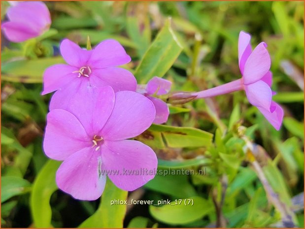 Phlox 'Forever Pink' | Hoge vlambloem, Vlambloem, Flox, Floks | Hohe Flammenblume | Border Phlox