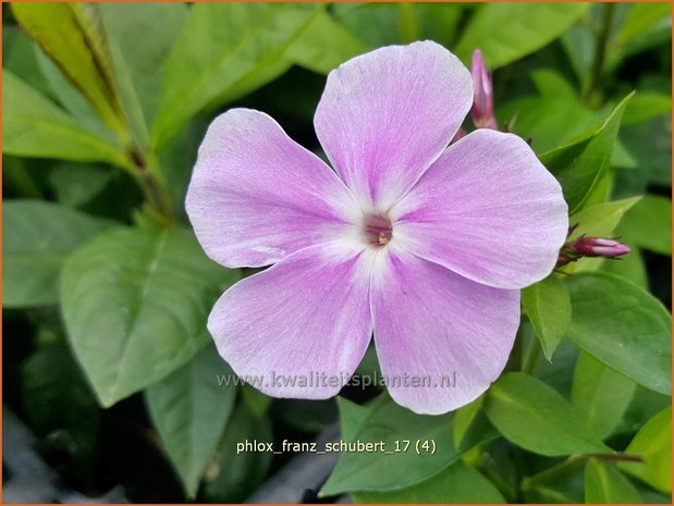 Phlox 'Franz Schubert' | Hoge vlambloem, Vlambloem, Flox, Floks | Hohe Flammenblume