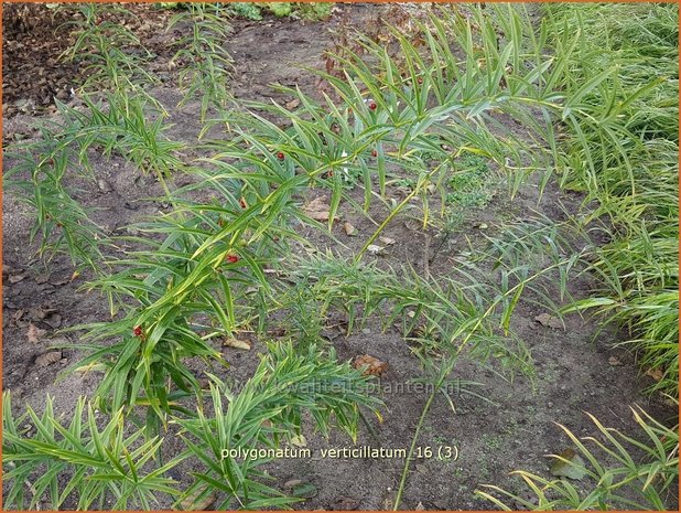 Polygonatum verticillatum | Kranssalomonszegel, Salomonszegel | Quirlblättrige Weißwurz