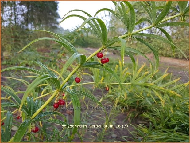 Polygonatum verticillatum | Kranssalomonszegel, Salomonszegel | Quirlblättrige Weißwurz