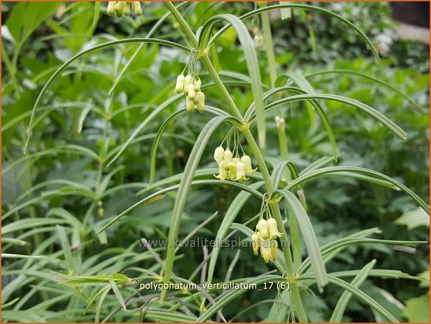 Polygonatum verticillatum | Kranssalomonszegel, Salomonszegel | Quirlblättrige Weißwurz