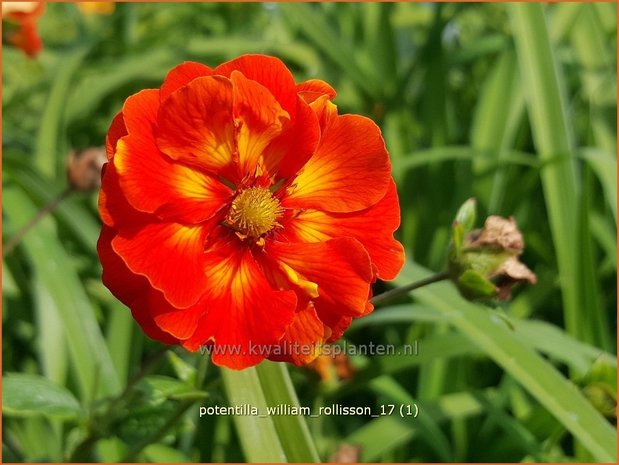 Potentilla 'William Rollisson' | Ganzerik | Fingerkraut