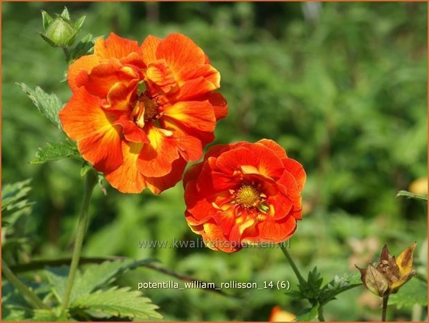 Potentilla 'William Rollisson' | Ganzerik | Fingerkraut