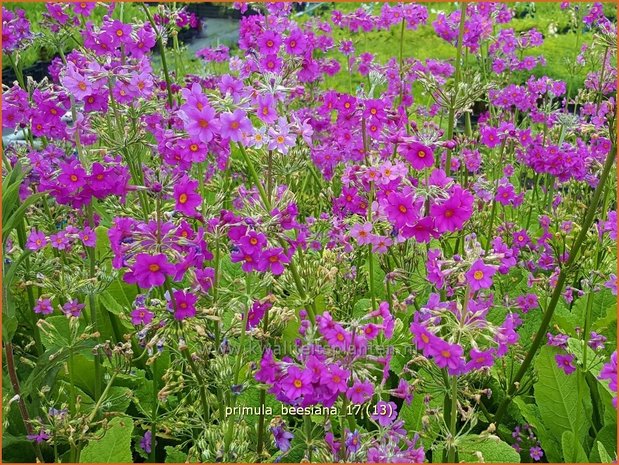 Primula beesiana | Etageprimula, Sleutelbloem | Etagen-Schüsselblume