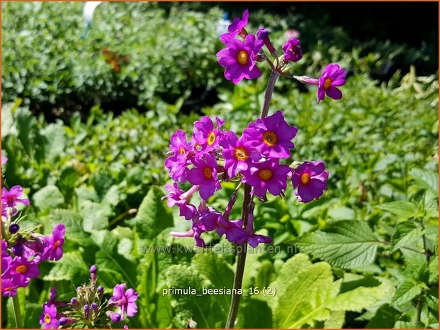 Primula beesiana | Etageprimula, Sleutelbloem | Etagen-Schüsselblume