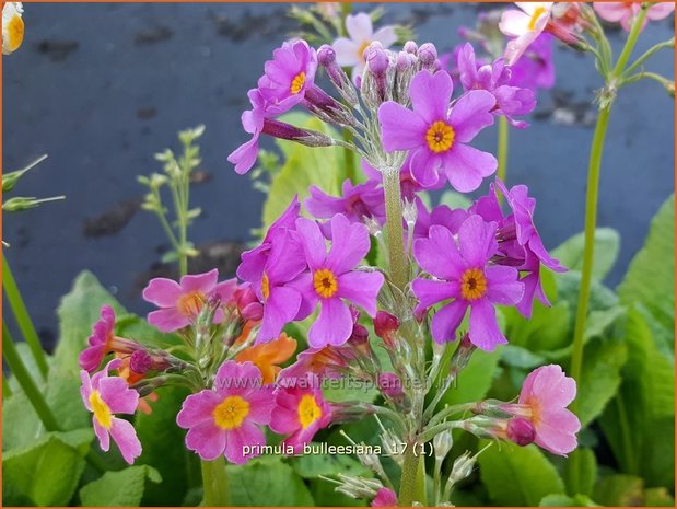 Primula bulleesiana | Etageprimula, Sleutelbloem | Terrakotta-Etagen-Schlüsselblume