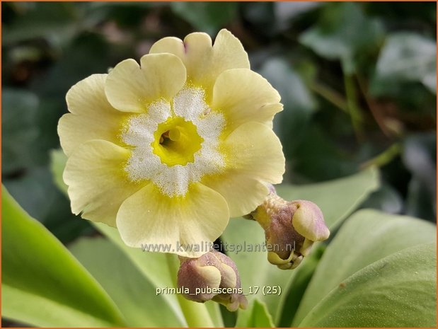 Primula pubescens | Aurikel, Sleutelbloem | Aurikel