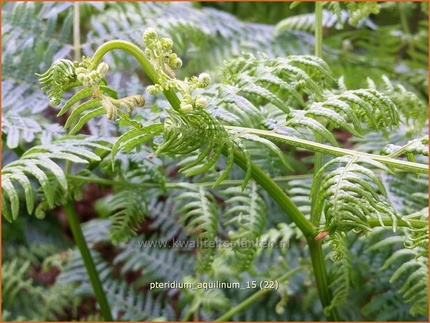 Pteridium aquilinum | Adelaarsvaren | Adlerfarn