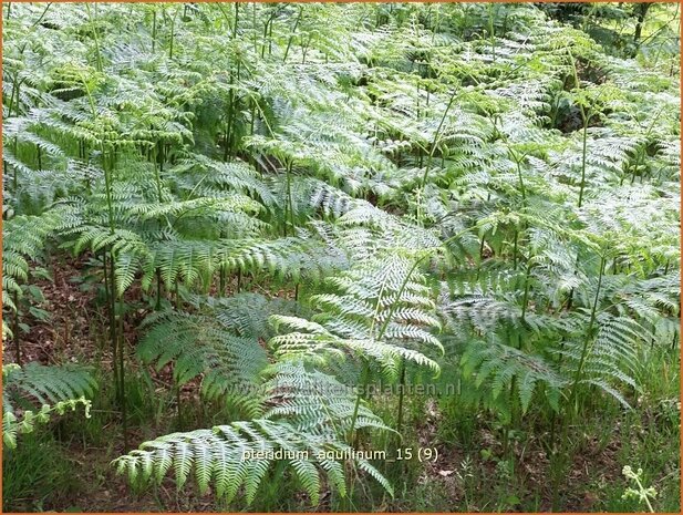 Pteridium aquilinum | Adelaarsvaren | Adlerfarn