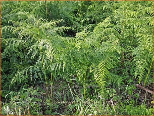 Pteridium aquilinum | Adelaarsvaren | Adlerfarn