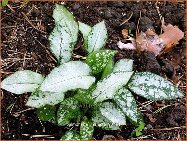 Pulmonaria 'Majeste' | Longkruid | Lungenkraut