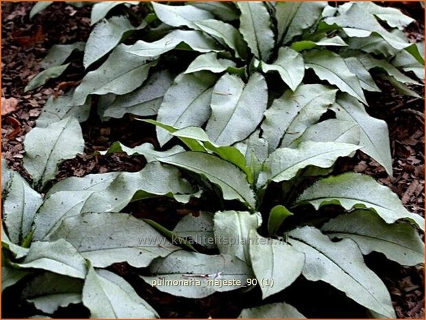 Pulmonaria 'Majeste' | Longkruid | Lungenkraut