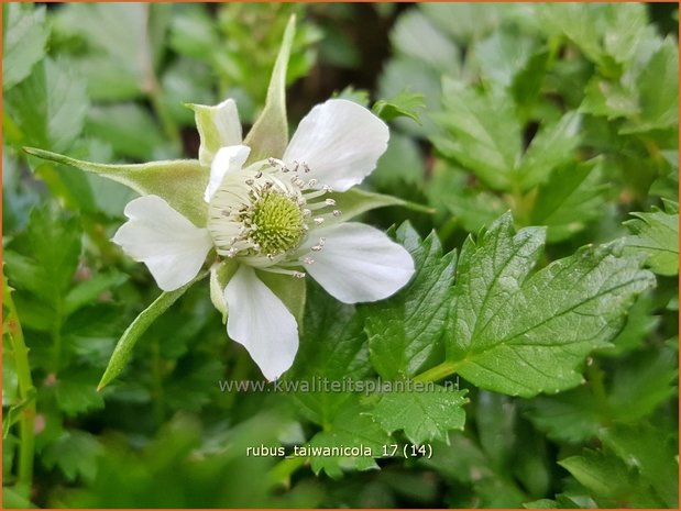 Rubus taiwanicola | Taiwanese framboos, Framboos | Taiwanesische Himbeere