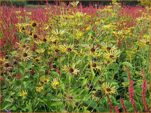 Rudbeckia 'Henry Eilers' | Zonnehoed | Sonnenhut