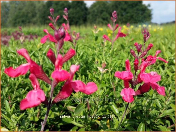 Salvia greggii 'Lipstick' | Salie, Salvia | Herbst-Strauch-Salbei