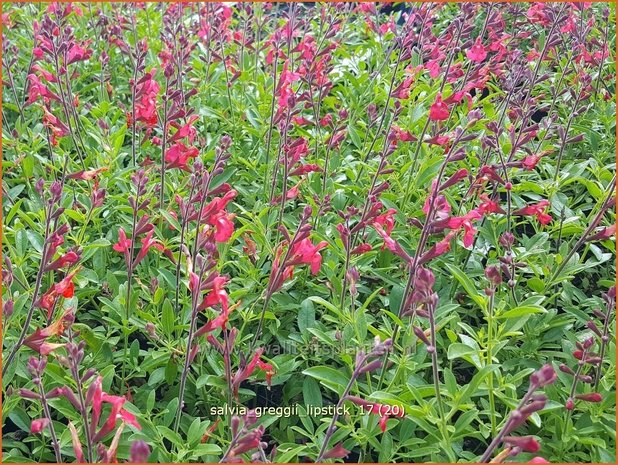 Salvia greggii 'Lipstick' | Salie, Salvia | Herbst-Strauch-Salbei