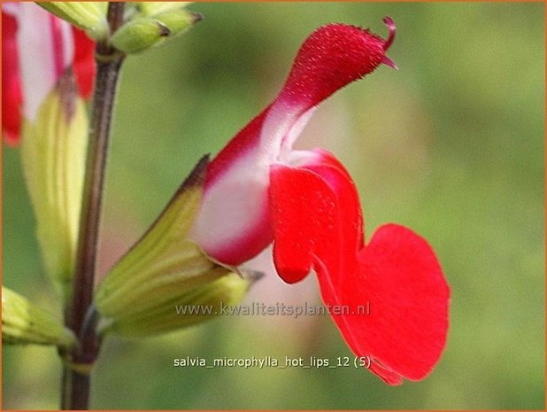 Salvia microphylla 'Hot Lips' | Salie, Salvia | Johannisbeersalbei | Blackcurrant Sage