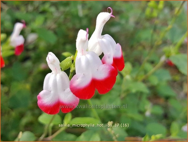 Salvia microphylla 'Hot Lips' | Salie, Salvia | Johannisbeersalbei