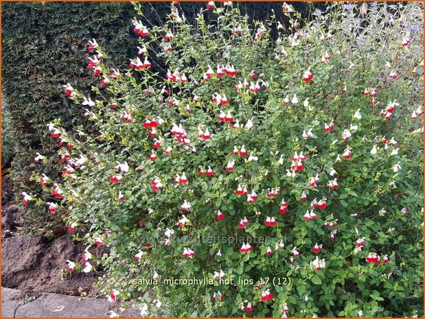 Salvia microphylla 'Hot Lips' | Salie, Salvia | Johannisbeersalbei