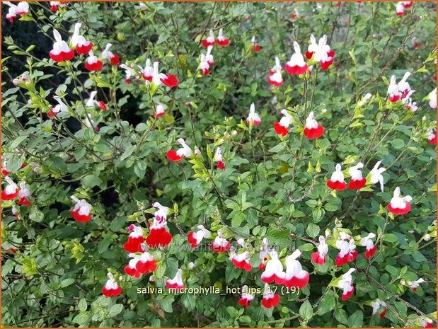 Salvia microphylla 'Hot Lips' | Salie, Salvia | Johannisbeersalbei