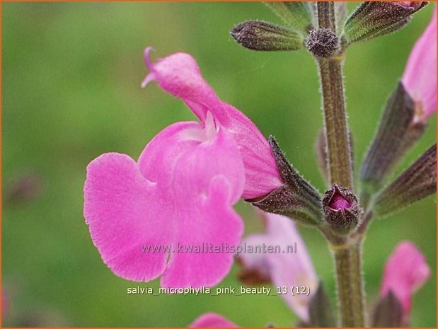 Salvia microphylla 'Pink Beauty' | Salie, Salvia | Johannisbeersalbei