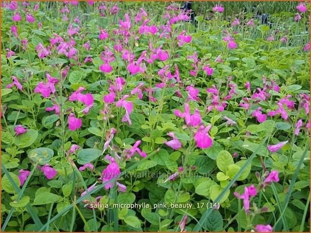 Salvia microphylla 'Pink Beauty' | Salie, Salvia | Johannisbeersalbei