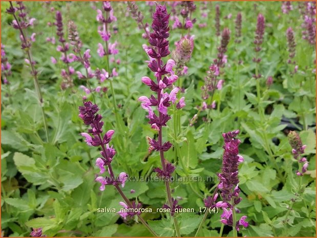 Salvia nemorosa 'Rose Queen' | Bossalie, Salie, Salvia | Steppensalbei