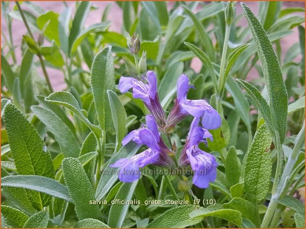 Salvia officinalis 'Grete Stölzle' | Echte salie, Keukensalie, Salie, Salvia | Echter Salbei